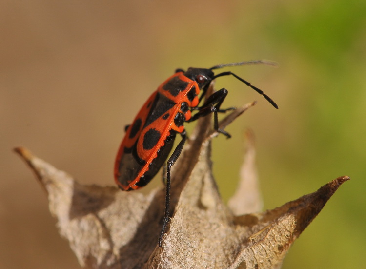 E lui chi ? - Pyrrhocoris apterus di Sesto fiorentino